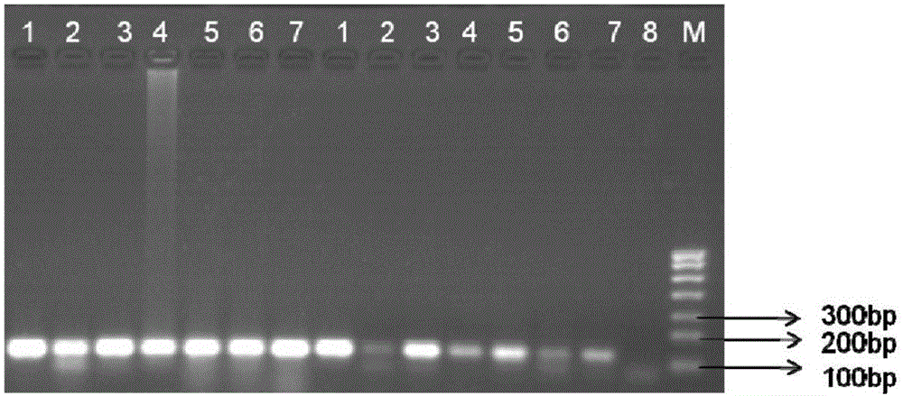 Method for identifying salmon variety in salmon can