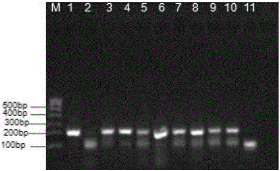 Method for identifying salmon variety in salmon can