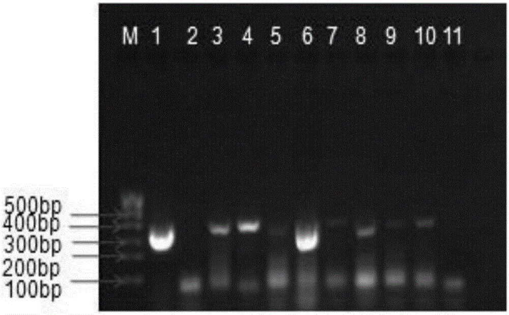 Method for identifying salmon variety in salmon can