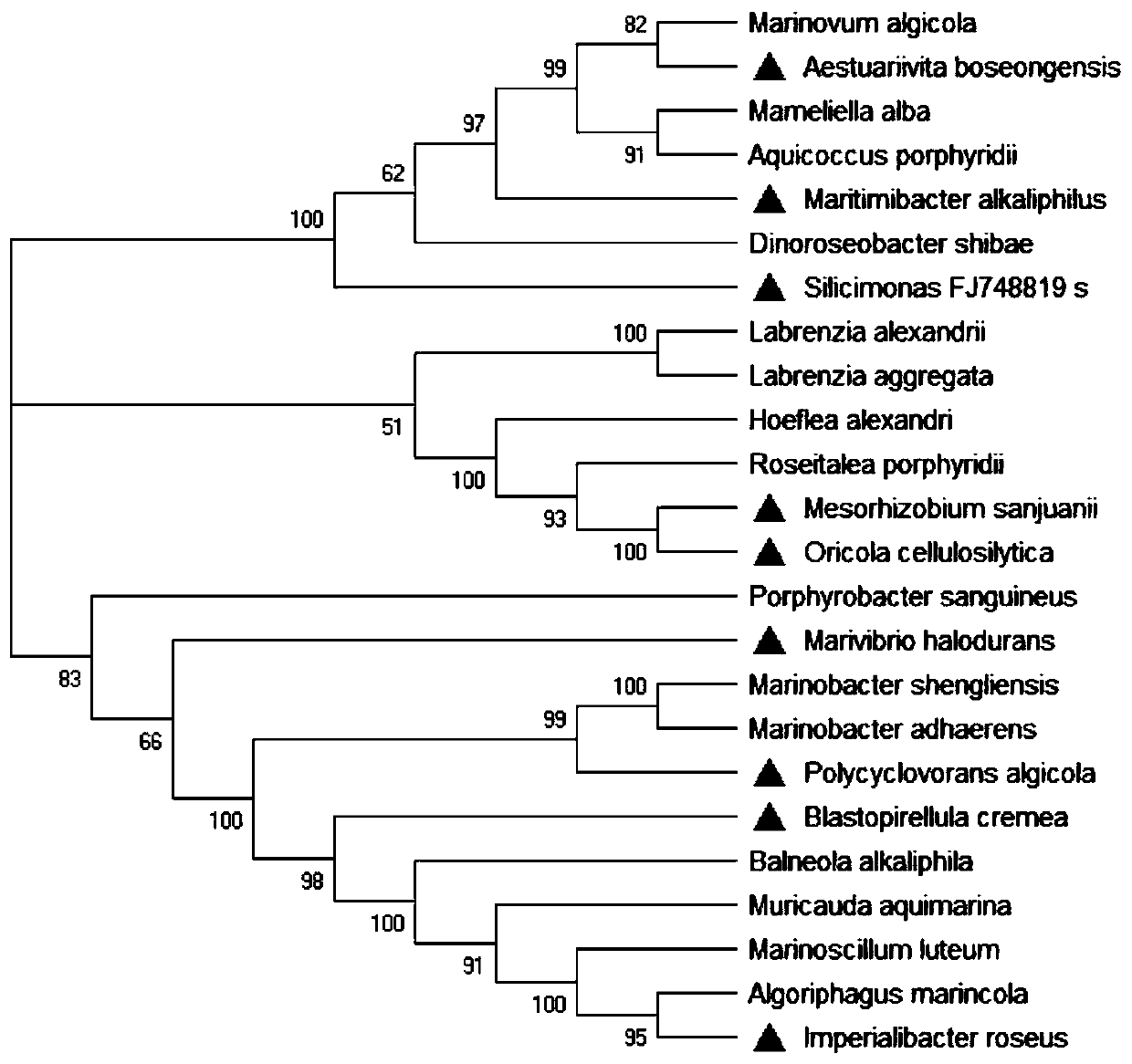 Microalgae symbiotic bacteria isolation medium, isolation method and high-throughput screening method for key bacteria affecting microalgae growth