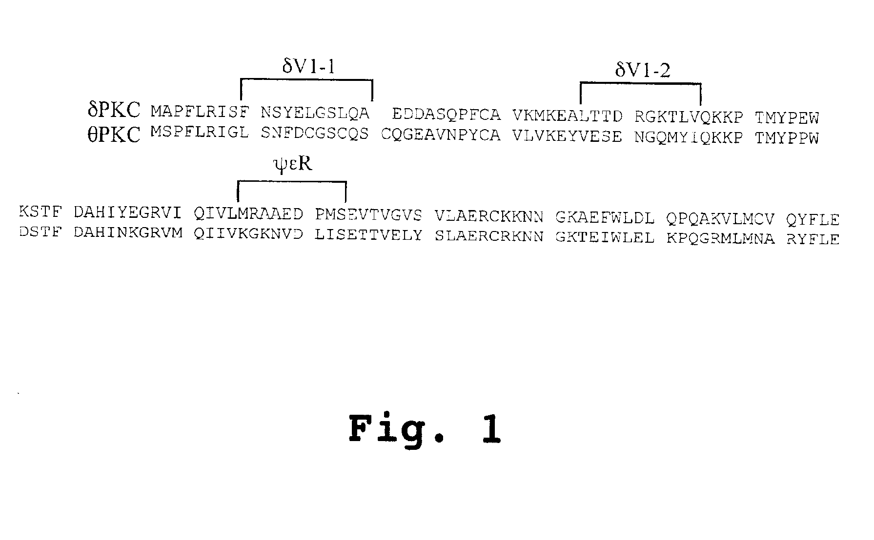 Peptides for activation and inhibition of δPKC