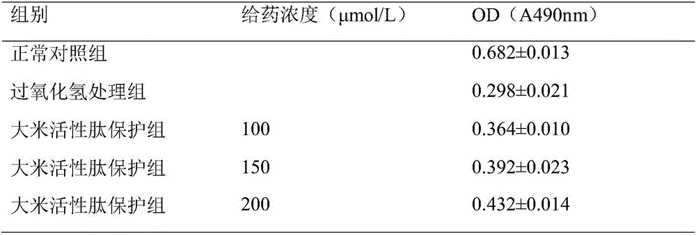 Application of rice bioactive peptide in preparing antioxidant for protecting endothelial progenitor cells