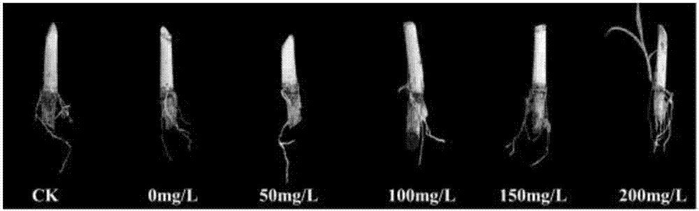 Method of promoting fast and healthy cutting and rooting of hybrid napiergrass Guimu No.1