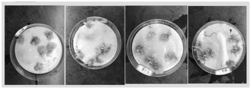 Method for controlling field broadleaf weeds in early stage of sphagnum moss planting