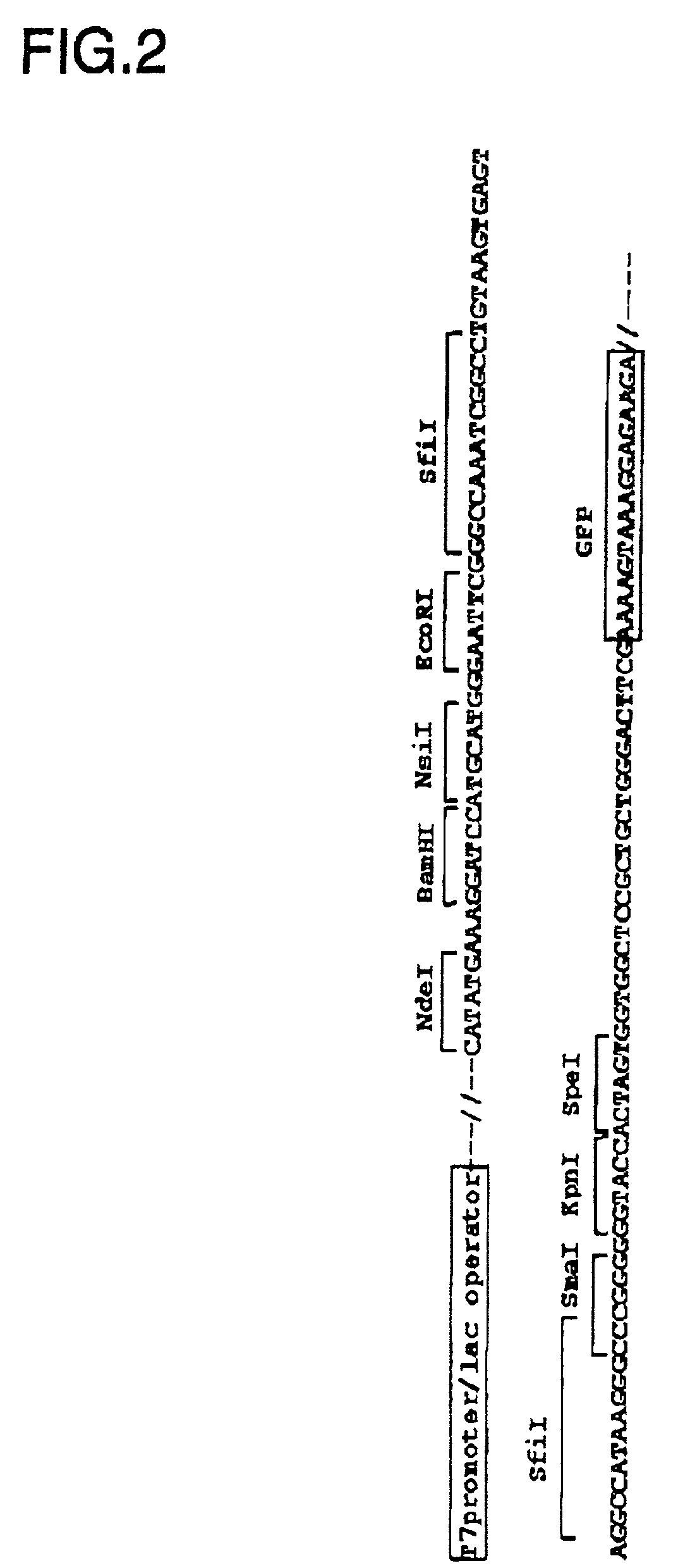 Methods for producing protein domains and analyzing three dimensional structures of proteins by using said domains