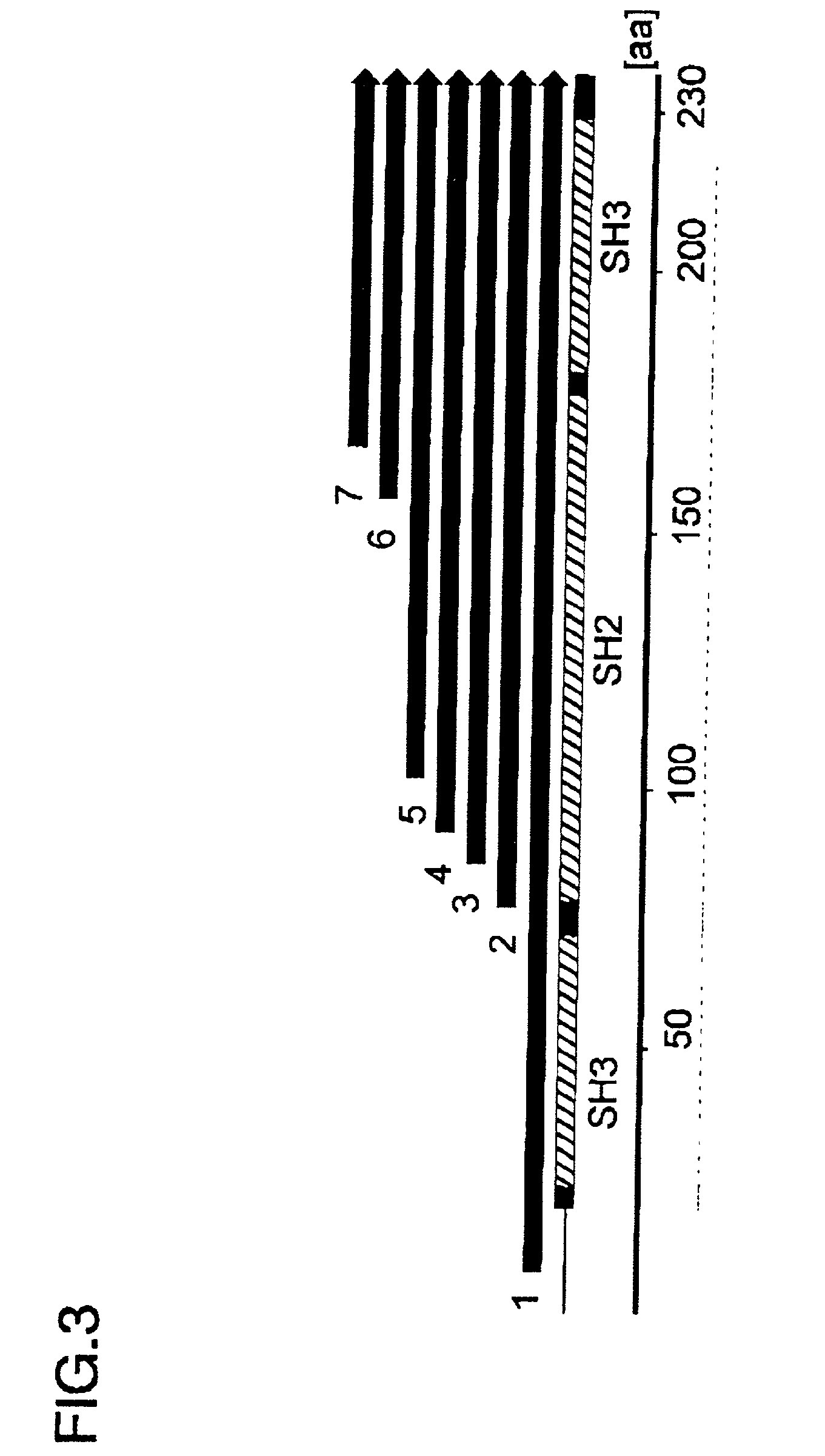 Methods for producing protein domains and analyzing three dimensional structures of proteins by using said domains