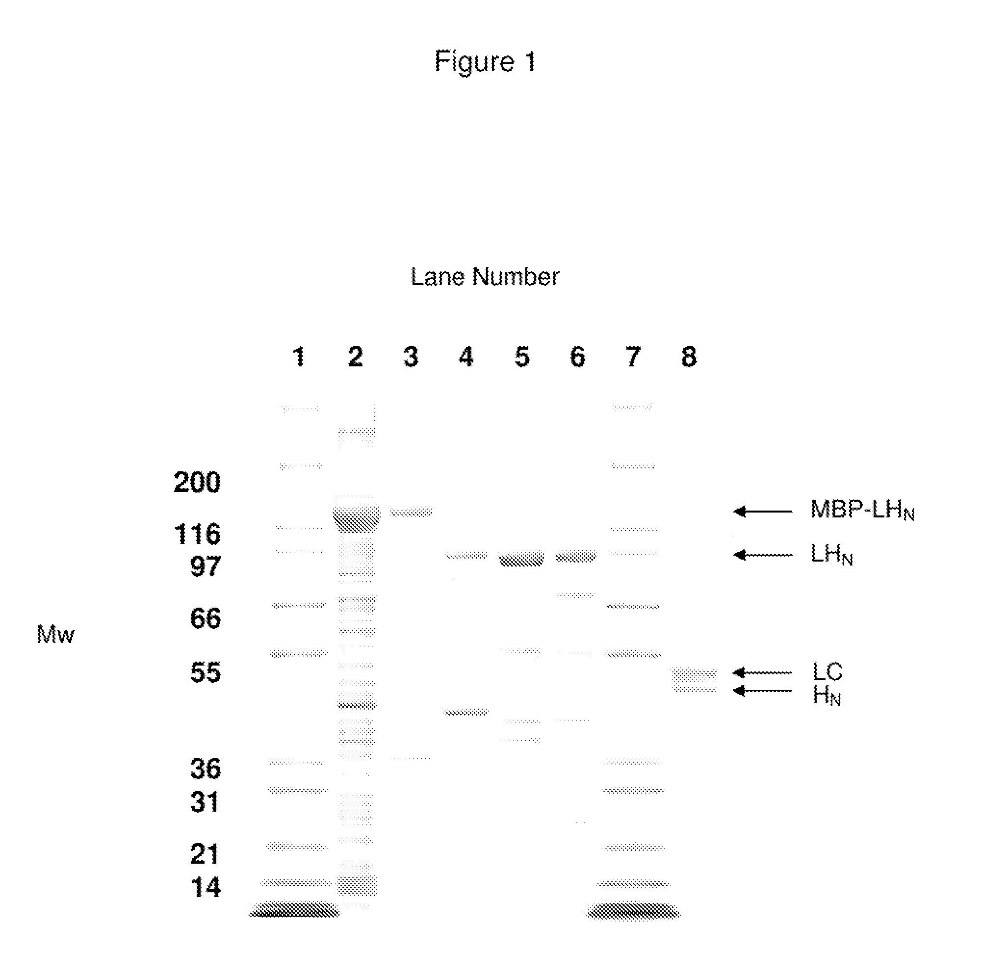 Non-cytotoxic protein conjugates