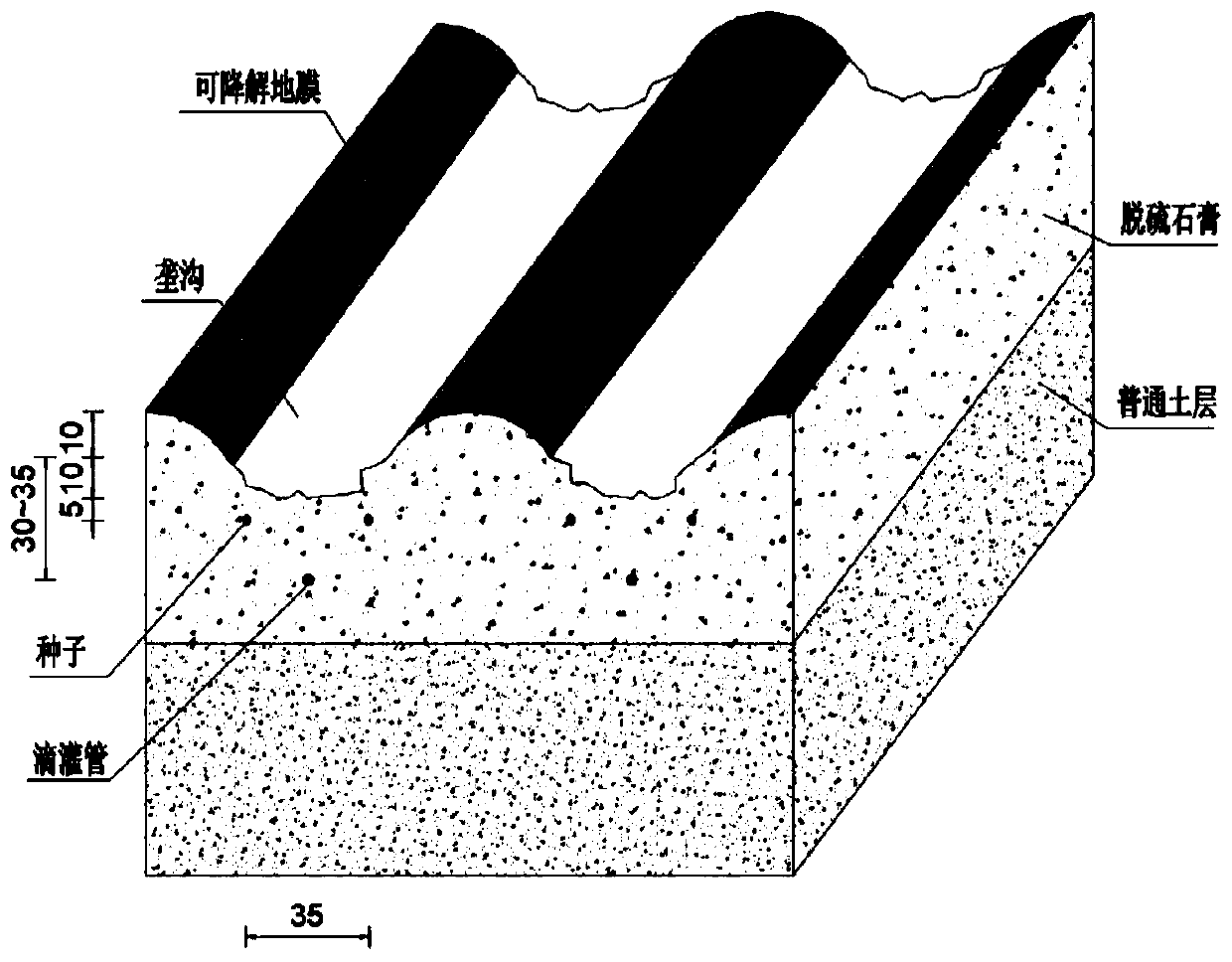 Cultivation method of brackish water underground drip irrigation for oil sunflower in saline-alkali land