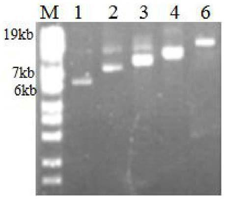 Acidic mammal chitinase coding gene and application