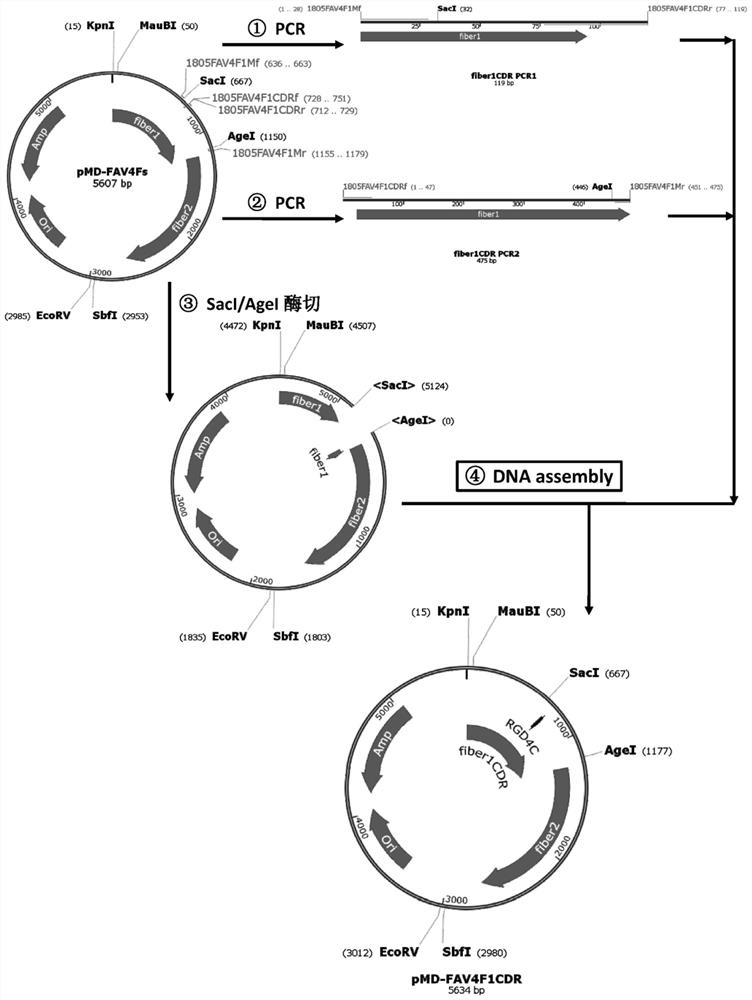 Avian type 4 adenovirus vector targeting mammalian cells and its application