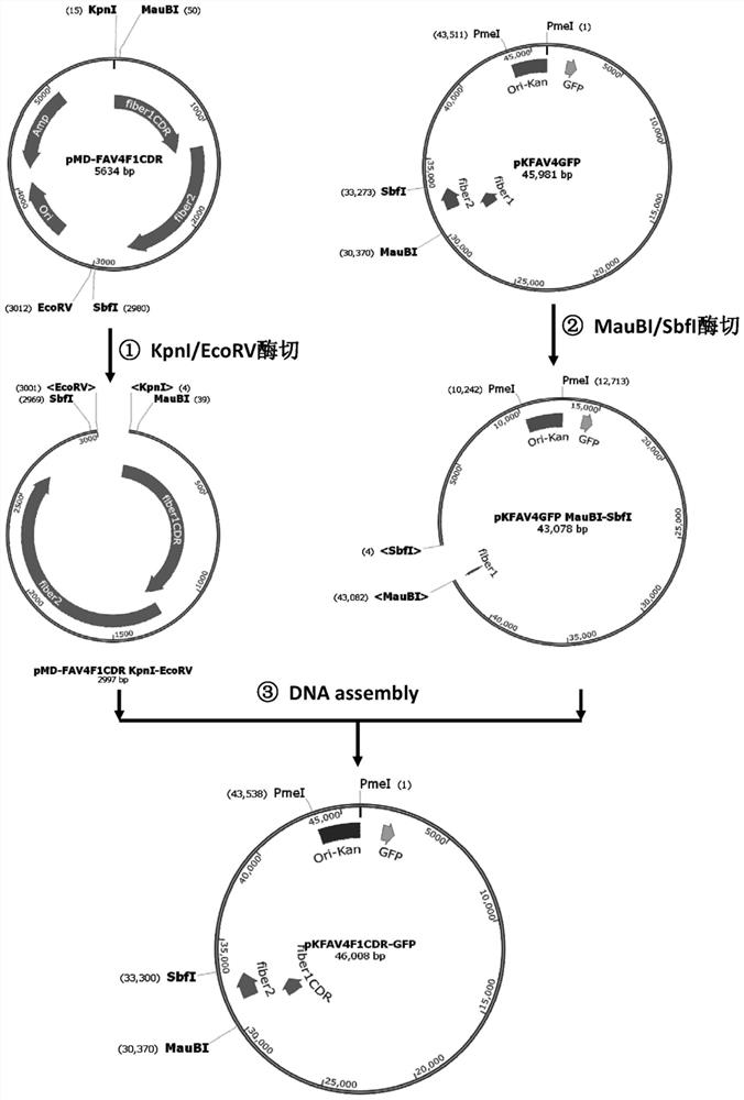 Avian type 4 adenovirus vector targeting mammalian cells and its application