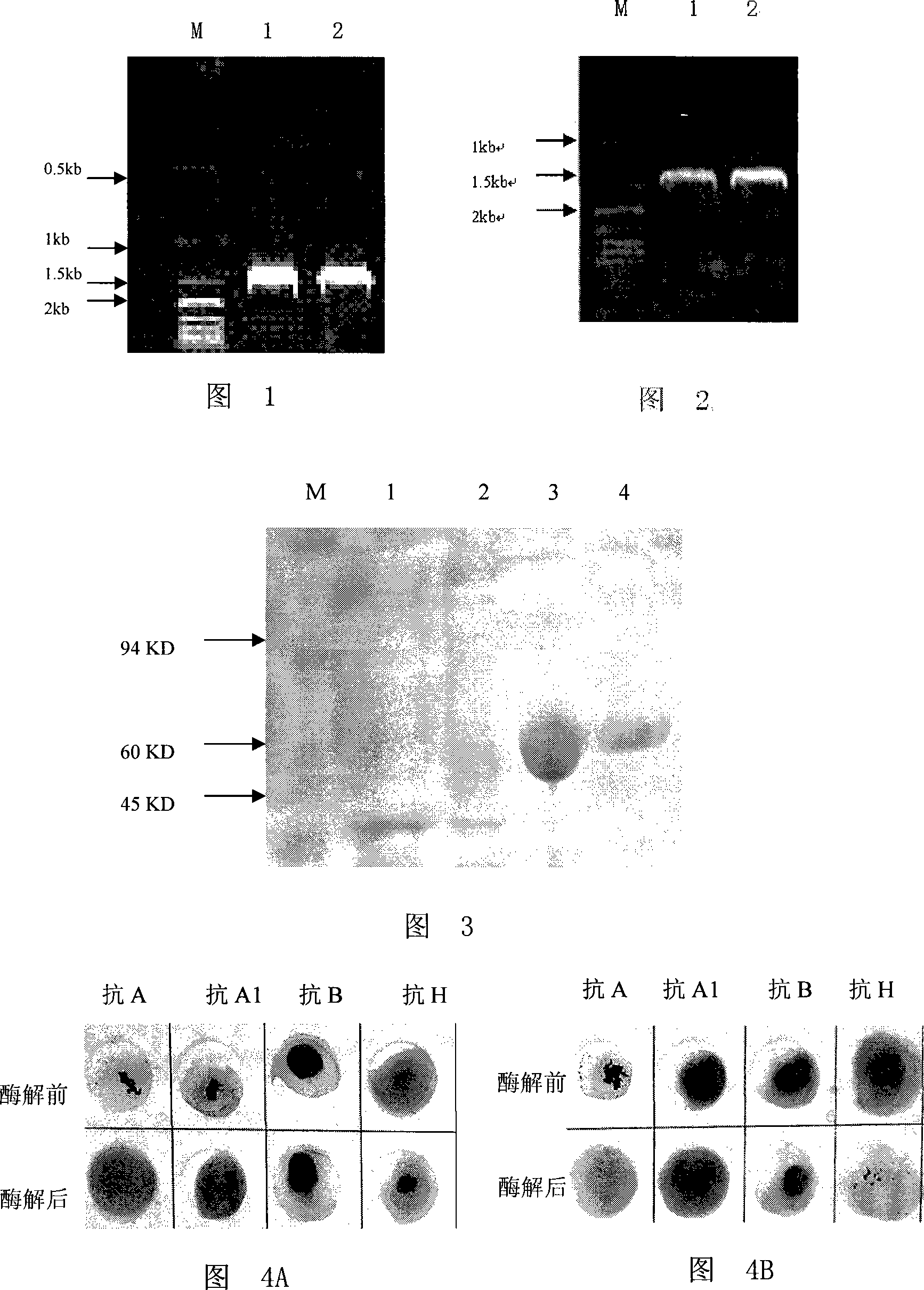 ª‡-N-acetyl galactosamine enzyme and encode gene and applications thereof