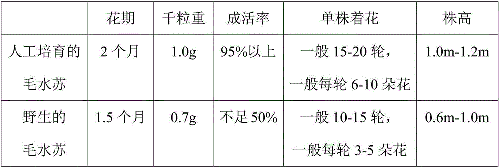 Artificial purification and rejuvenation planting method for introduction of angustifoliate Stachys baicalensis Tisch ex Benth