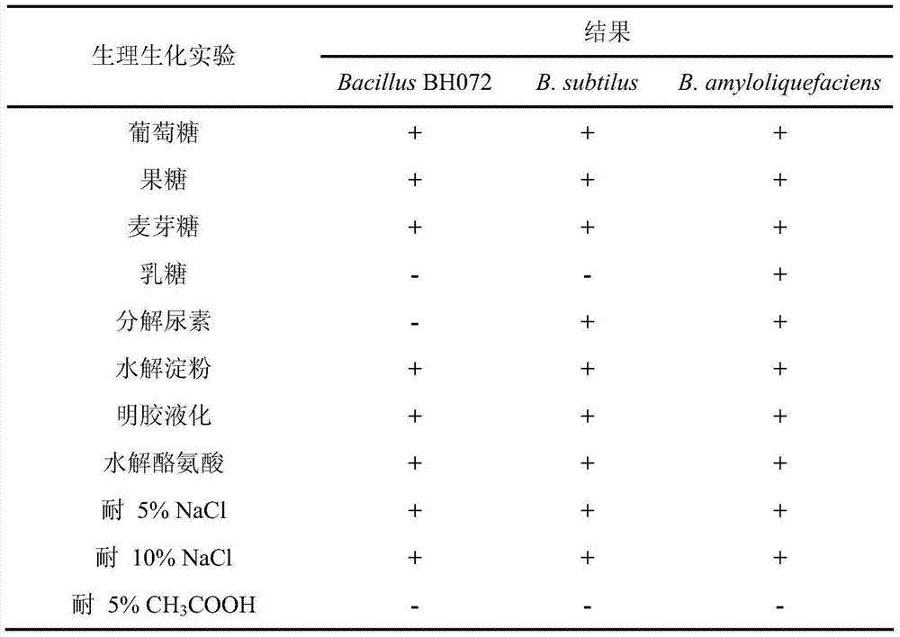 Antifungal peptide high-yield strain and method for preparing antibacterial peptide