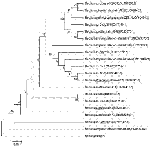 Antifungal peptide high-yield strain and method for preparing antibacterial peptide