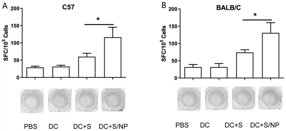 Expression vector of novel coronavirus vaccine, construction method and application of expression vector and vaccine