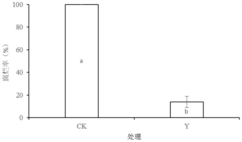 Application of Wickerhamomyces anomalus in prevention and control of postharvest penicilliosis, storage and preservation of of apples