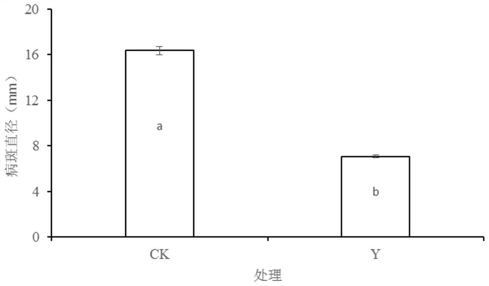 Application of Wickerhamomyces anomalus in prevention and control of postharvest penicilliosis, storage and preservation of of apples