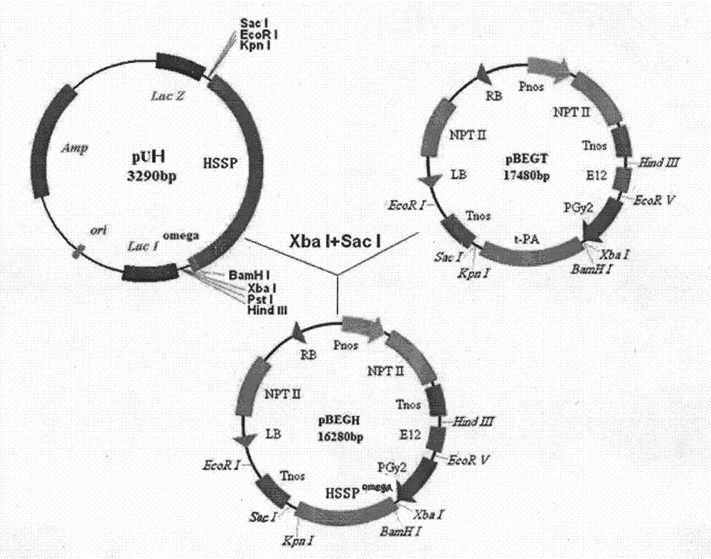 Artificial sequence for increasing methionine content of soy and plant expression vector thereof