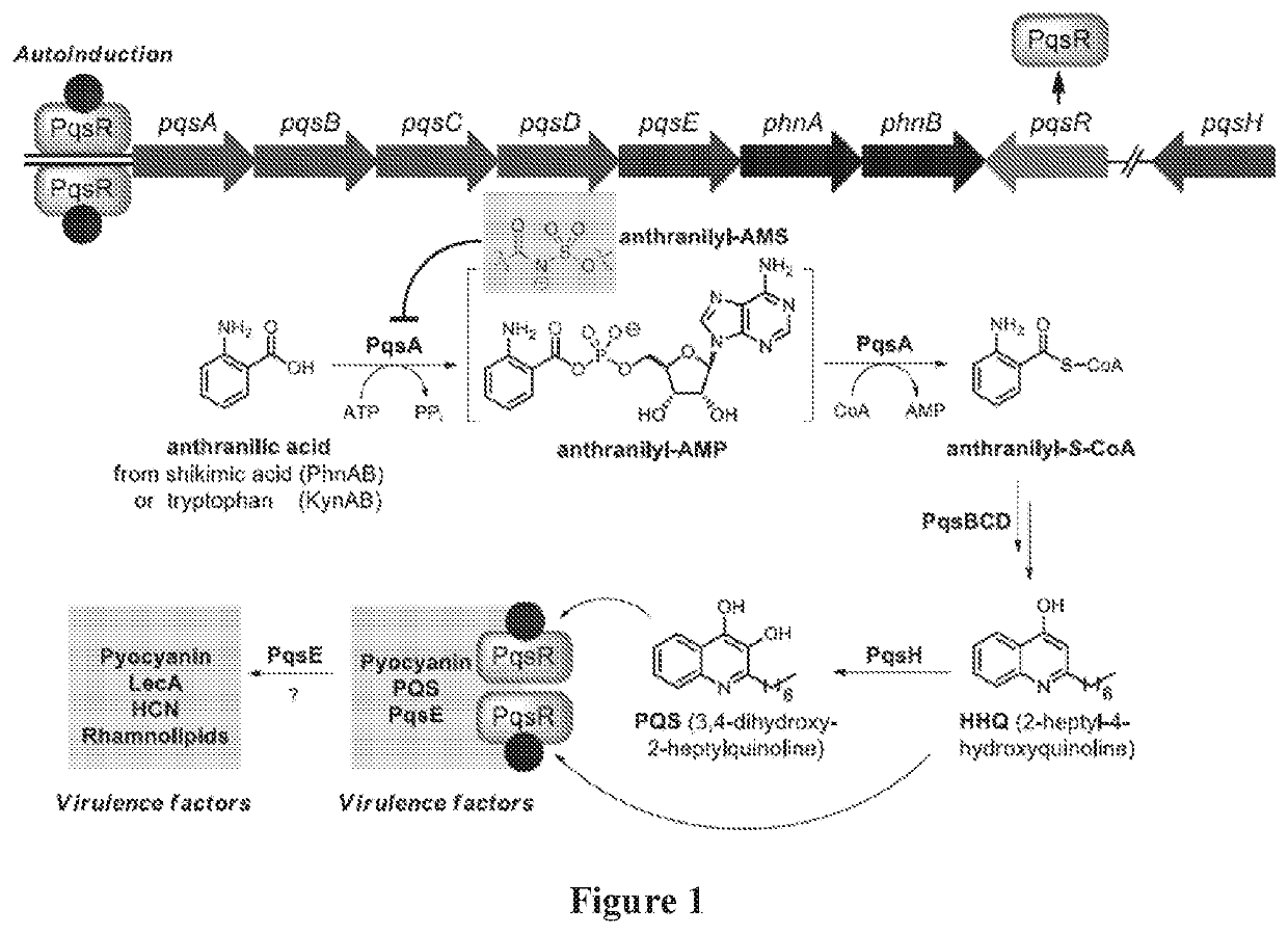 Anthranilyl-adenosinemonosulfamate analogs and uses thereof