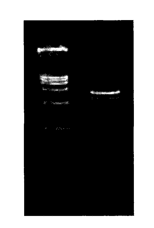 Mosaic type adenoviral vector for transfecting pig skin and use thereof