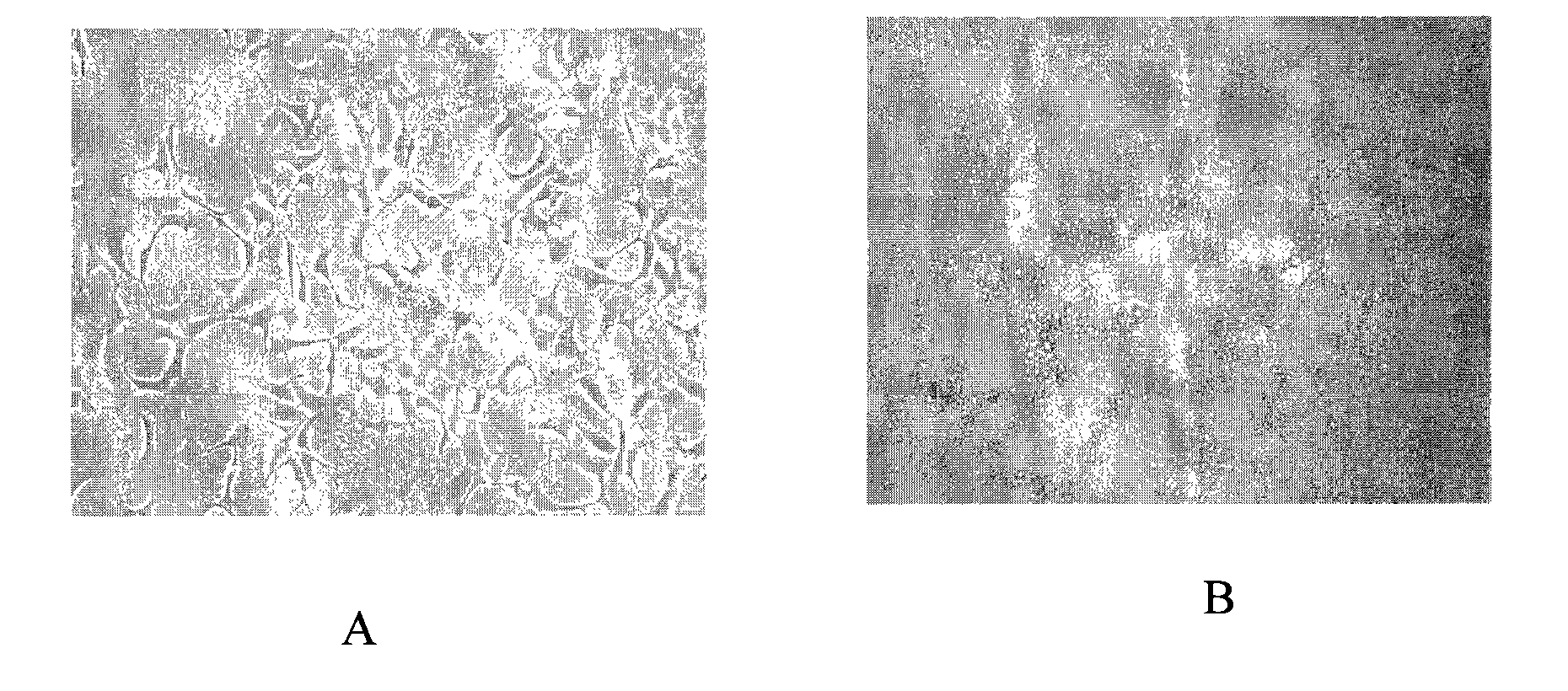 Mosaic type adenoviral vector for transfecting pig skin and use thereof