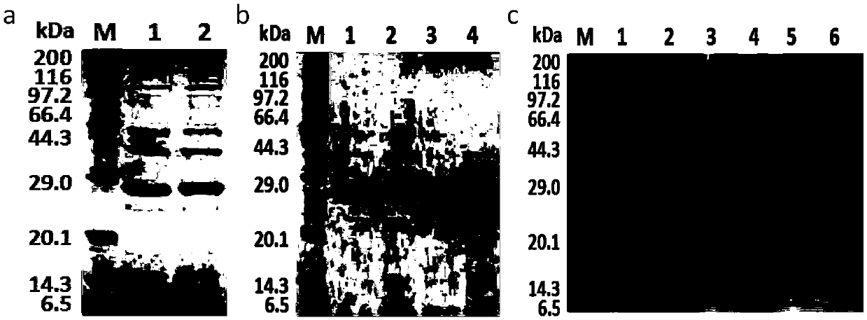 Strong promoter and application of strong promoter to improving expression of nattokinase