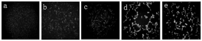 Anti-aging peptide composition and application thereof