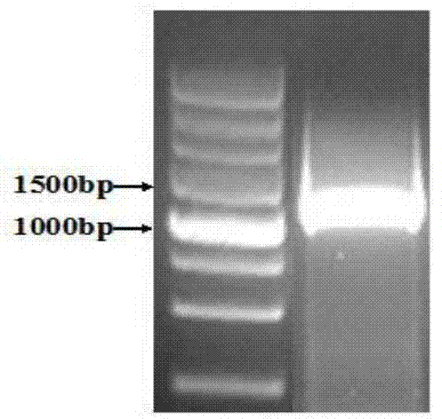 Engineering bacteria based on beta-glucosidase and implementation method thereof