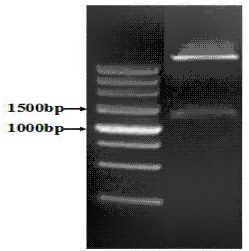 Engineering bacteria based on beta-glucosidase and implementation method thereof