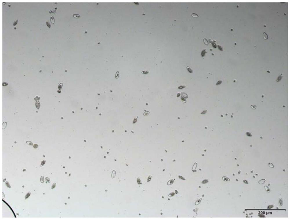 Method for inducing peronophythora litchii sporangia to release zoospores