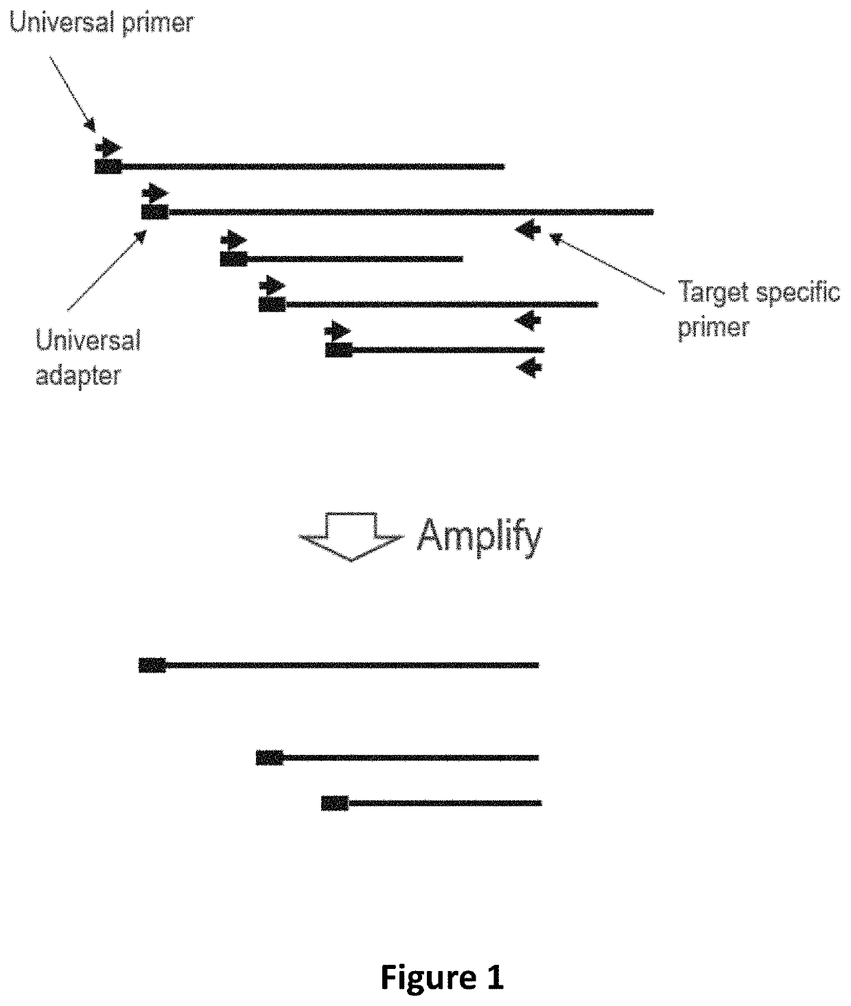 Methods and systems to amplify short RNA targets