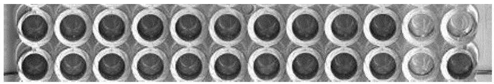 Avian metapneumovirus (aMPV) F protein polypeptide and application thereof