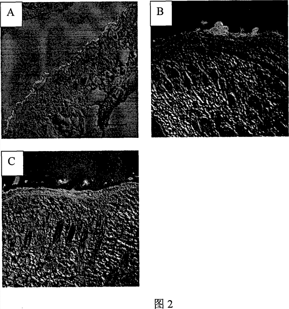 Cationic polymer nanoparticles encapsulating an active ingredients, and the cosmetic composition containing the same