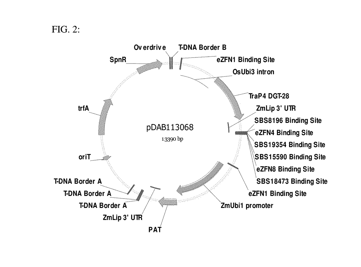 Methodologies and Compositions for Creating Targeted Recombination and Breaking Linkage Between Traits