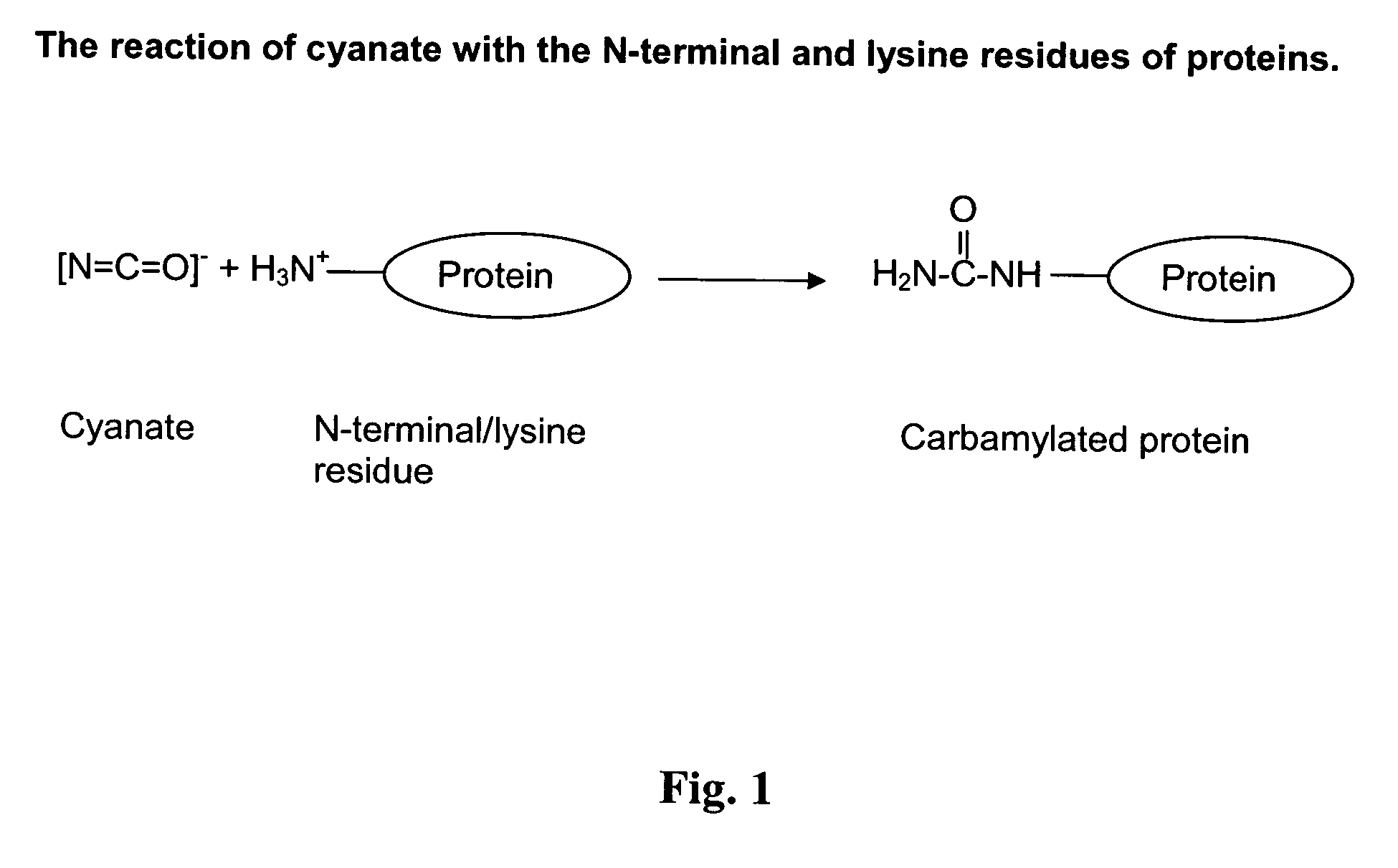 Novel carbamylated EPO and method for its production