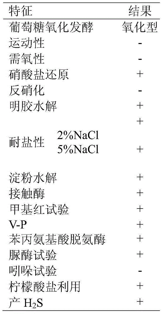 Phenolic acid type allelochemical degrading bacterium and preparation and application of microbial inoculum thereof