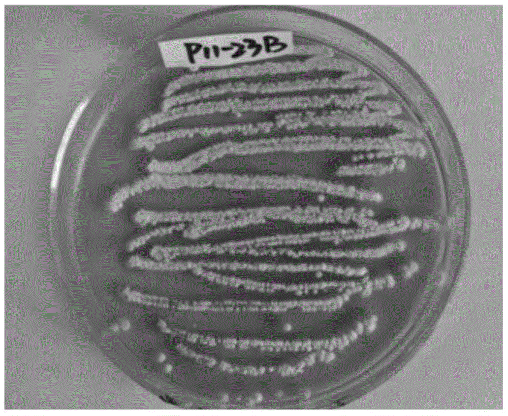 Valinomycin B, preparation method and medical purpose thereof