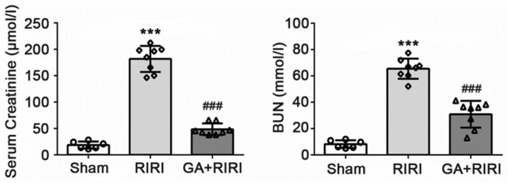 Application of gambogic acid in preparation of medicine for preventing or treating kidney ischemia-reperfusion injury