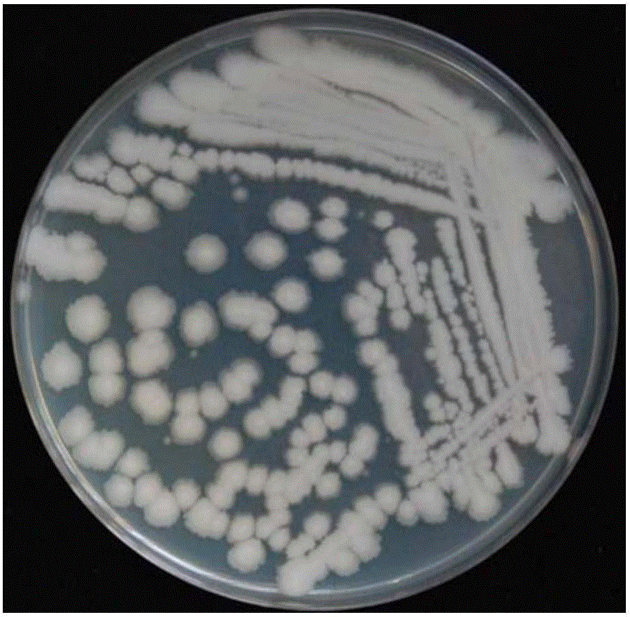 Bacillus subtillis and application thereof