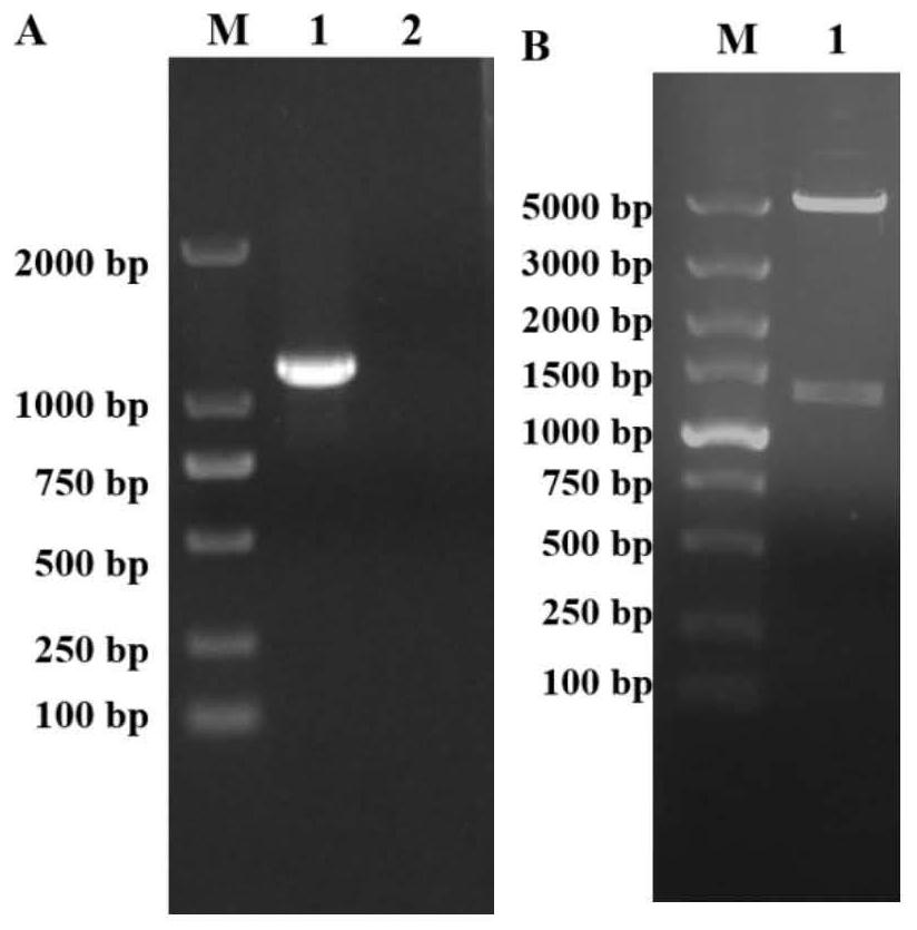 Double-antibody sandwich ELISA kit for detecting porcine acute diarrhea syndrome coronavirus