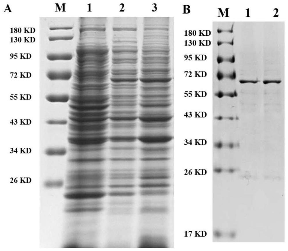 Double-antibody sandwich ELISA kit for detecting porcine acute diarrhea syndrome coronavirus