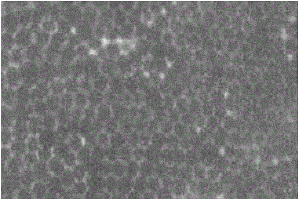 Modified superabsorbent polymer, preparation method thereof and application thereof to cement-based material