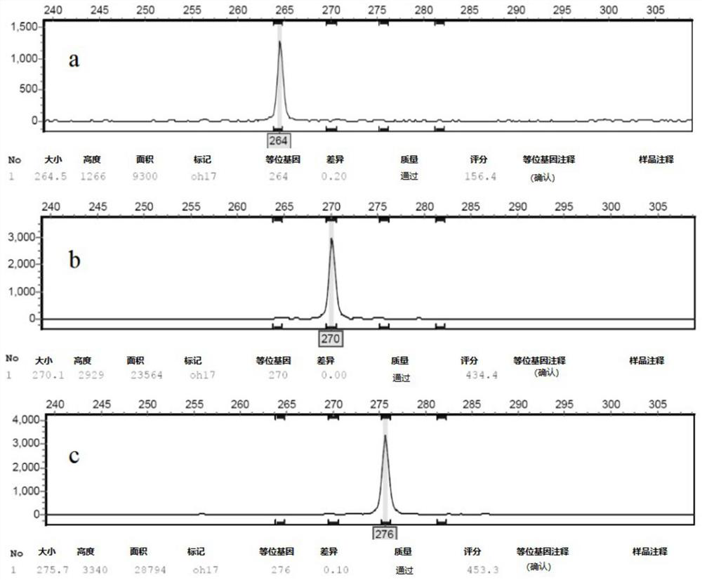 SSR primer group for analyzing Hevea brasiliensis (Willd. ex A. Juss.) Muell. Arg. powdery mildew colony genetic structure, and application of SSR primer group