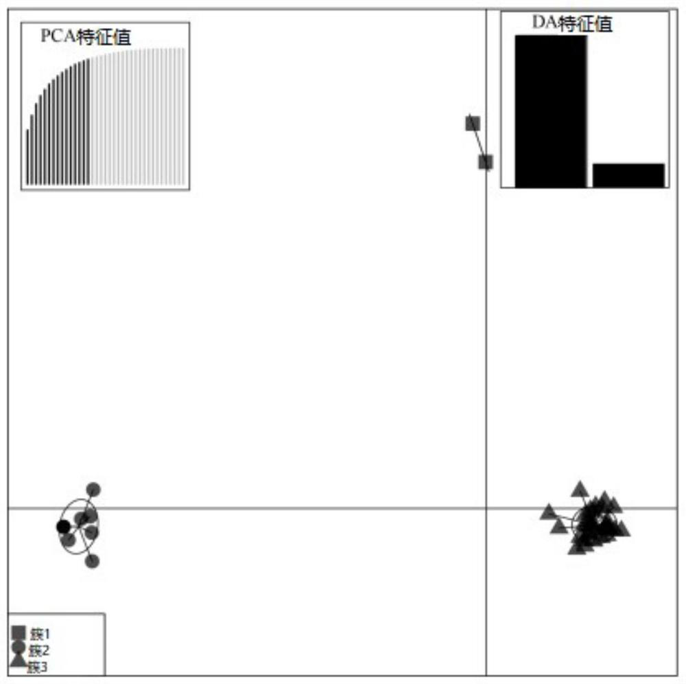 SSR primer group for analyzing Hevea brasiliensis (Willd. ex A. Juss.) Muell. Arg. powdery mildew colony genetic structure, and application of SSR primer group