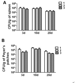 A Schistosoma japonicum vaccine expression vector secreted and expressed by attenuated Salmonella and its application