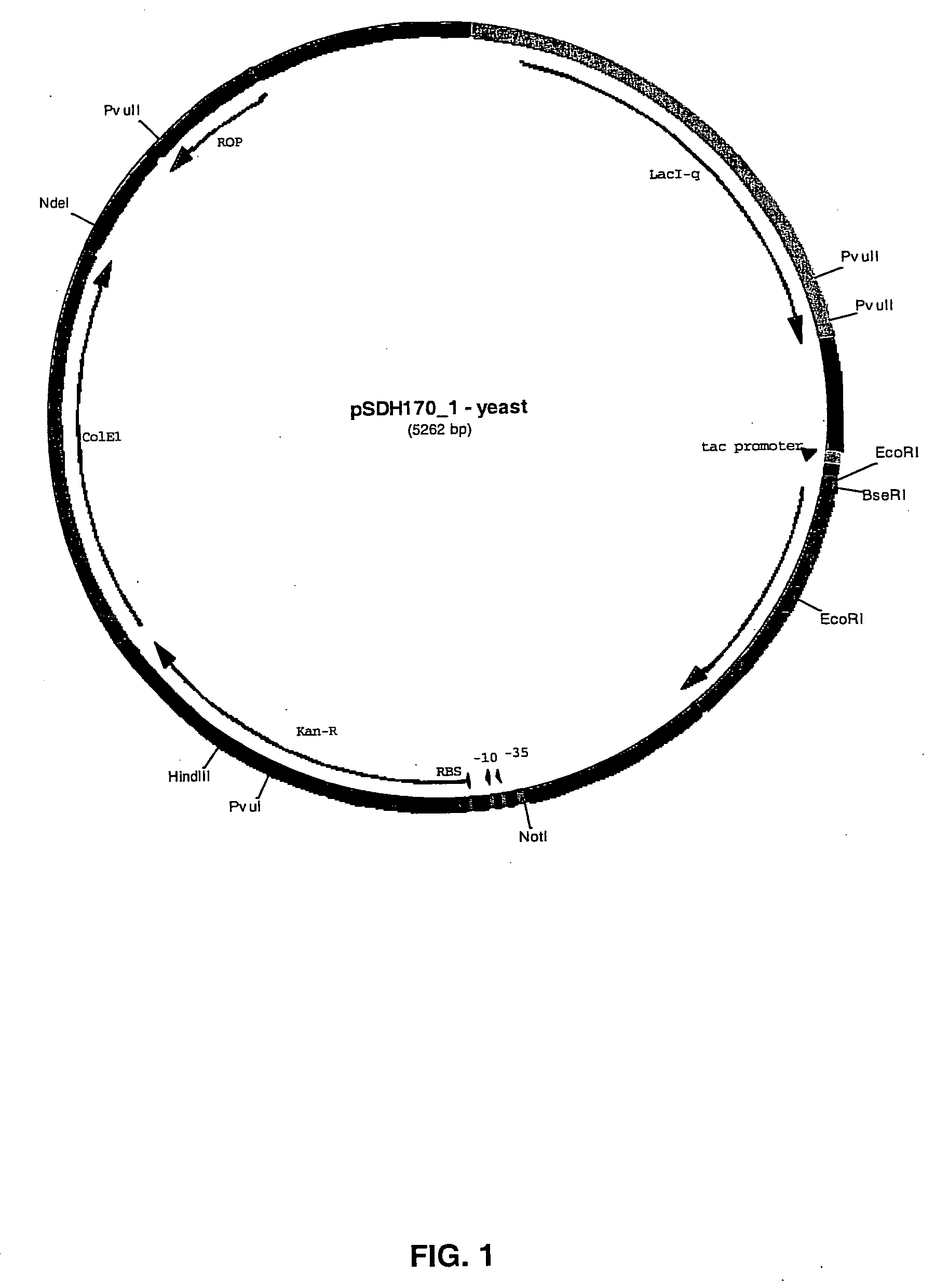 FGF18 production in prokaryotic hosts