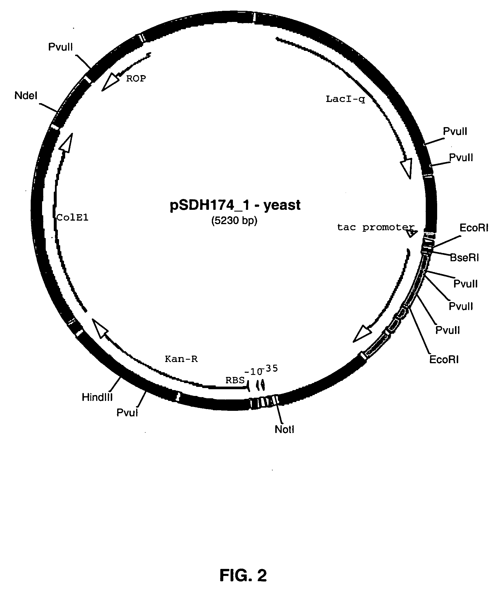 FGF18 production in prokaryotic hosts