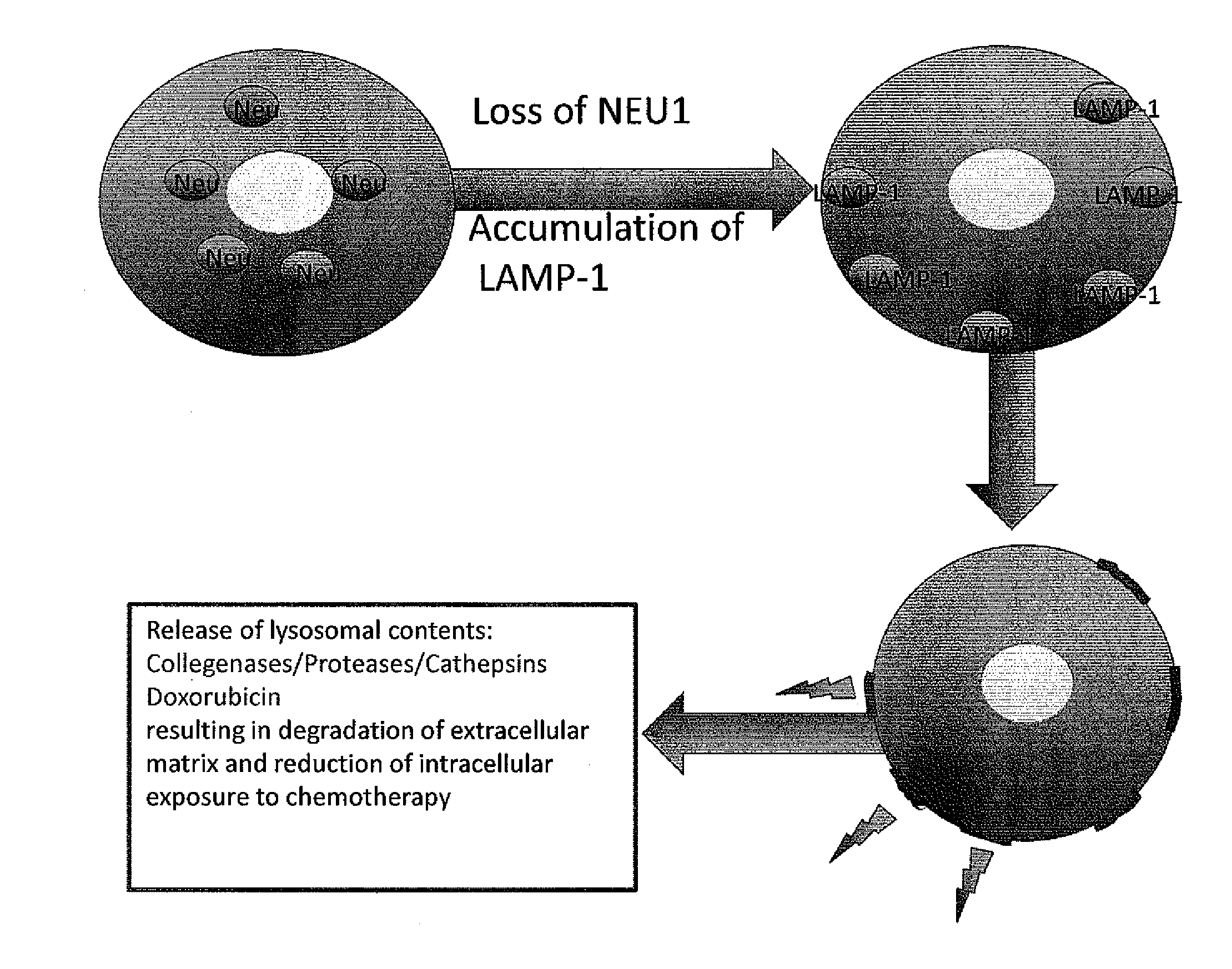 Methods and compositions to detect the level of lysosomal exocytosis activity and methods of use