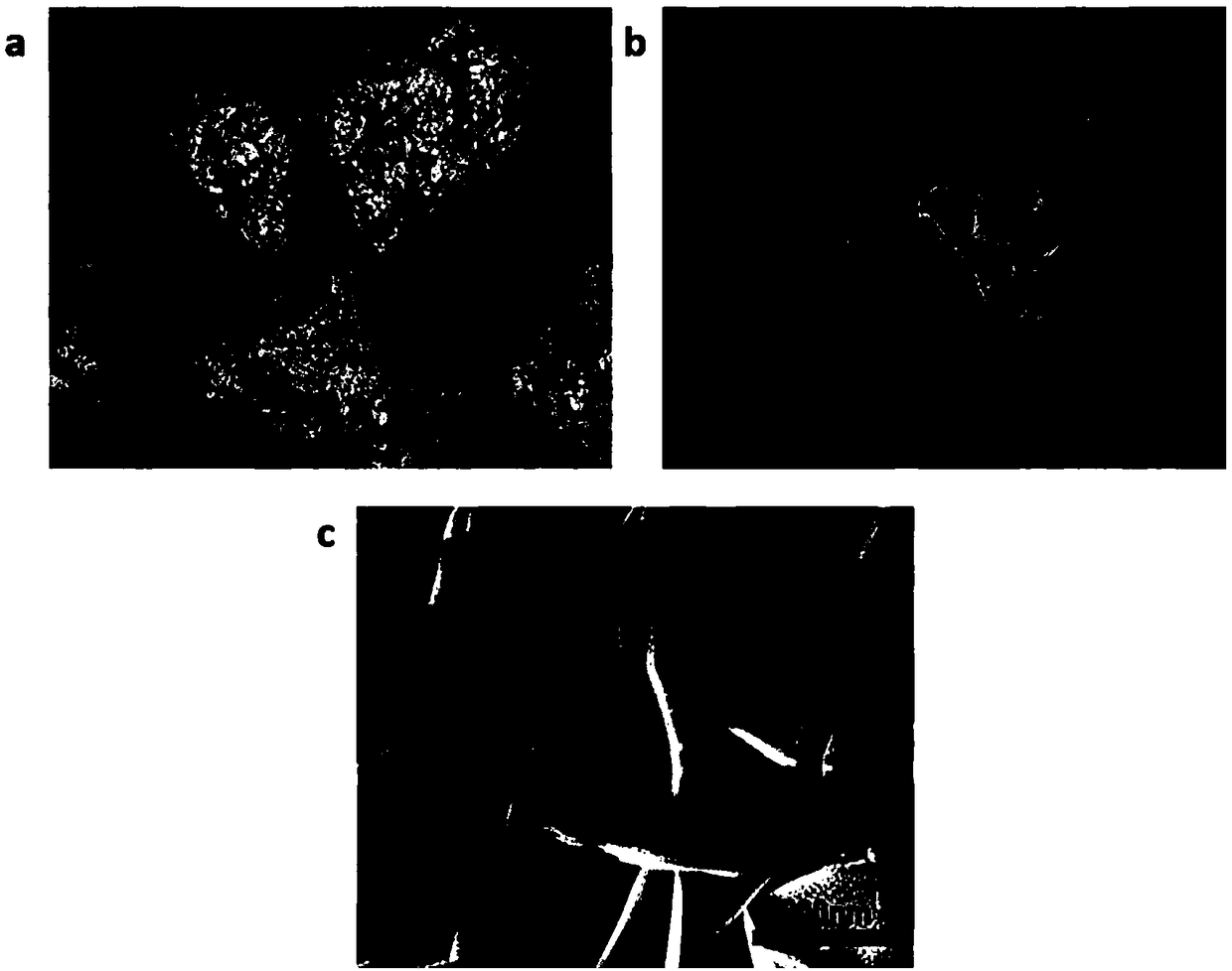 Bismuth oxide/bismuth tetraoxide heterojunction photocatalyst, preparation method and use thereof